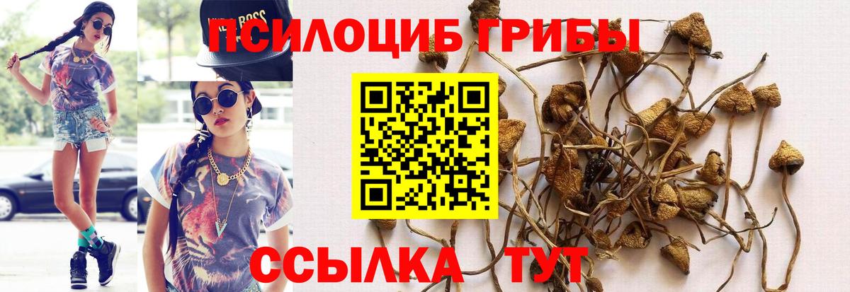 Псилоцибиновые грибы мицелий Брянск